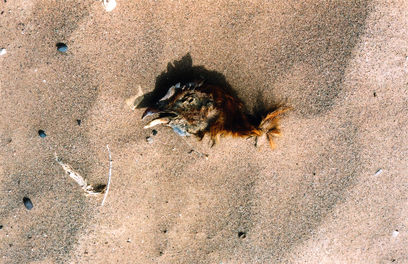 Bird’s Head in Sand, 2006